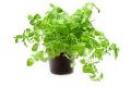 Oregano